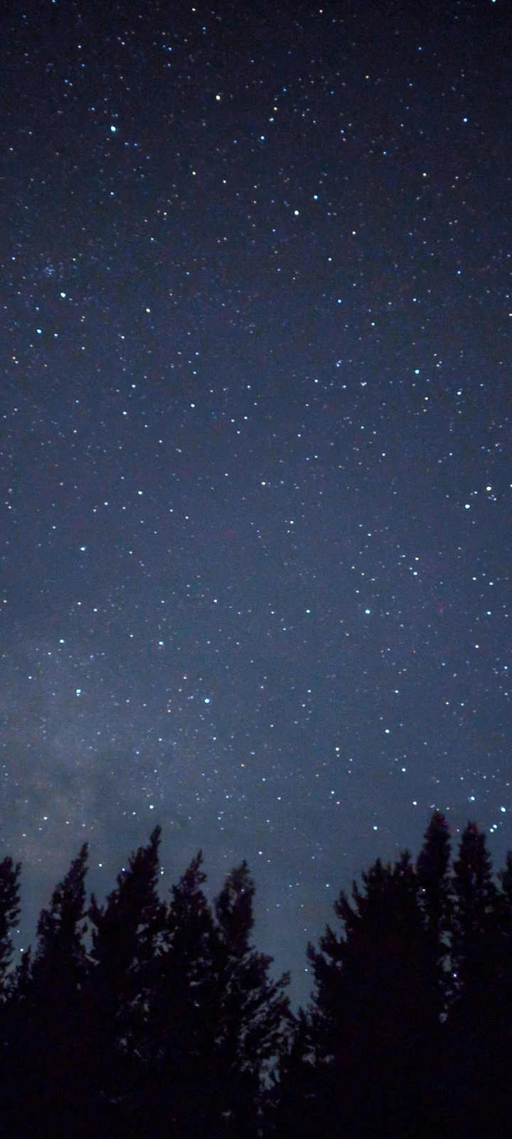 Milky Way above a silhouetted alpine tree line