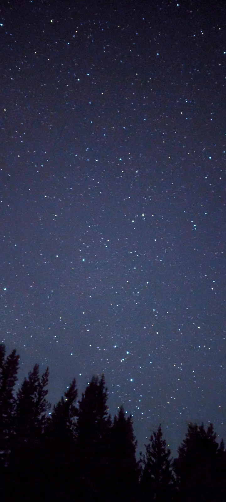 Tall star-filled night sky above dark alpine trees